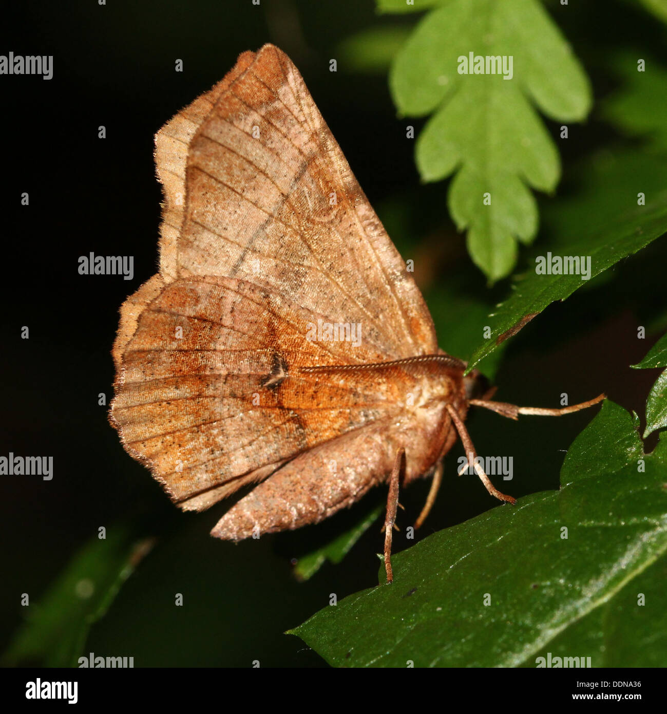 Geöffnet Anfang Dorn Moth (Selenia Dentaria) posiert auf einem Blatt mit Flügeln Stockfoto