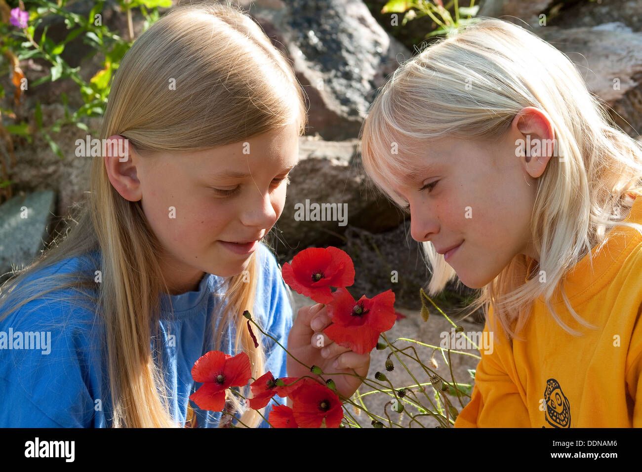 Kinder Schauen Blumen Mohn Kinder Geschwister Betrachten Blumen Mohn Klatschmohn Papaver Rhoeas Stockfotografie Alamy