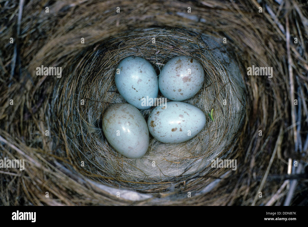 Hänfling, Nest, Ei, Eiern, Blut-Hänfling, Bluthänfling, Hänfling, Nest, Gelege, Ei, Eier, Zuchtjahr Cannabina, Acanthis Cannabina Stockfoto