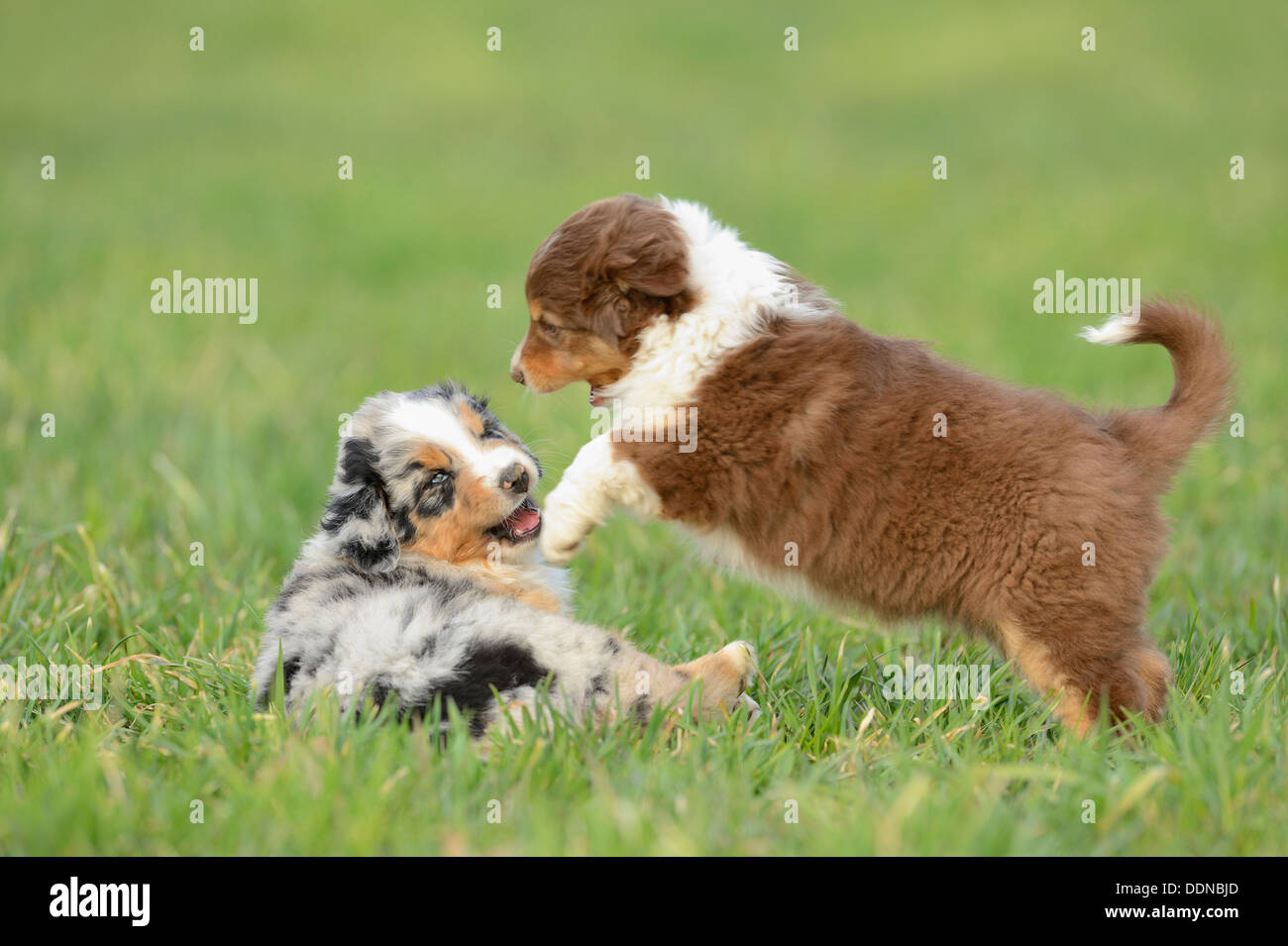 Zwei Australian Sheperd Welpen auf einer Wiese, Bayern, Deutschland, Europa Stockfoto