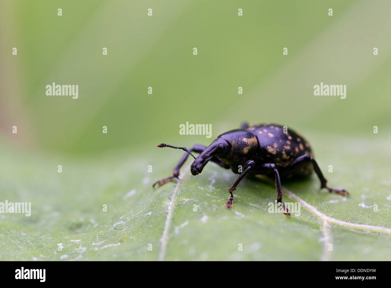 Stamm-Käfer, Curculionidae, Wutachschlucht, Schwarzwald, Baden-Württemberg, Deutschland, Europa Stockfoto