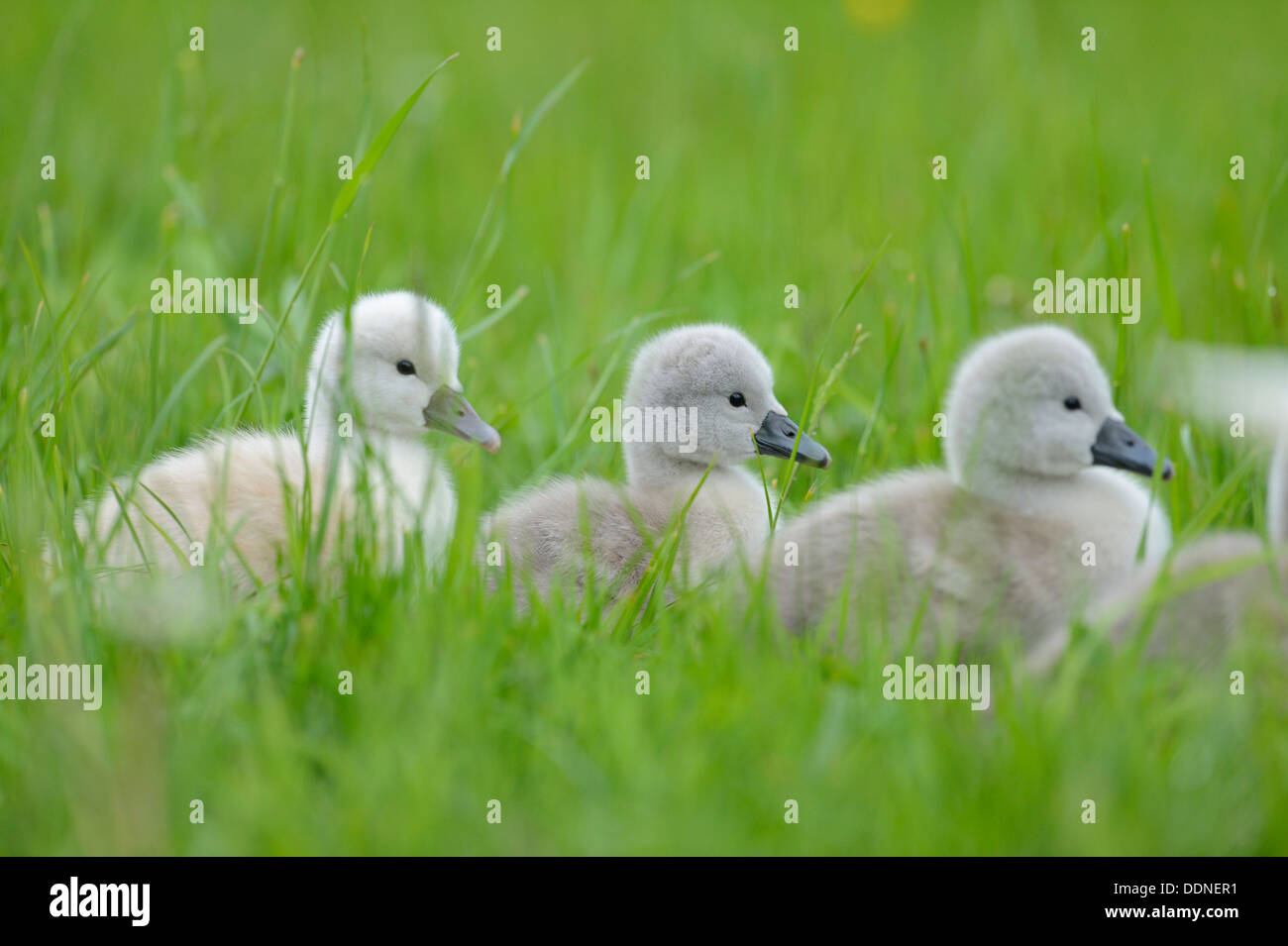 Mute Swan (Cygnus Olor) Küken auf einer Wiese Stockfoto