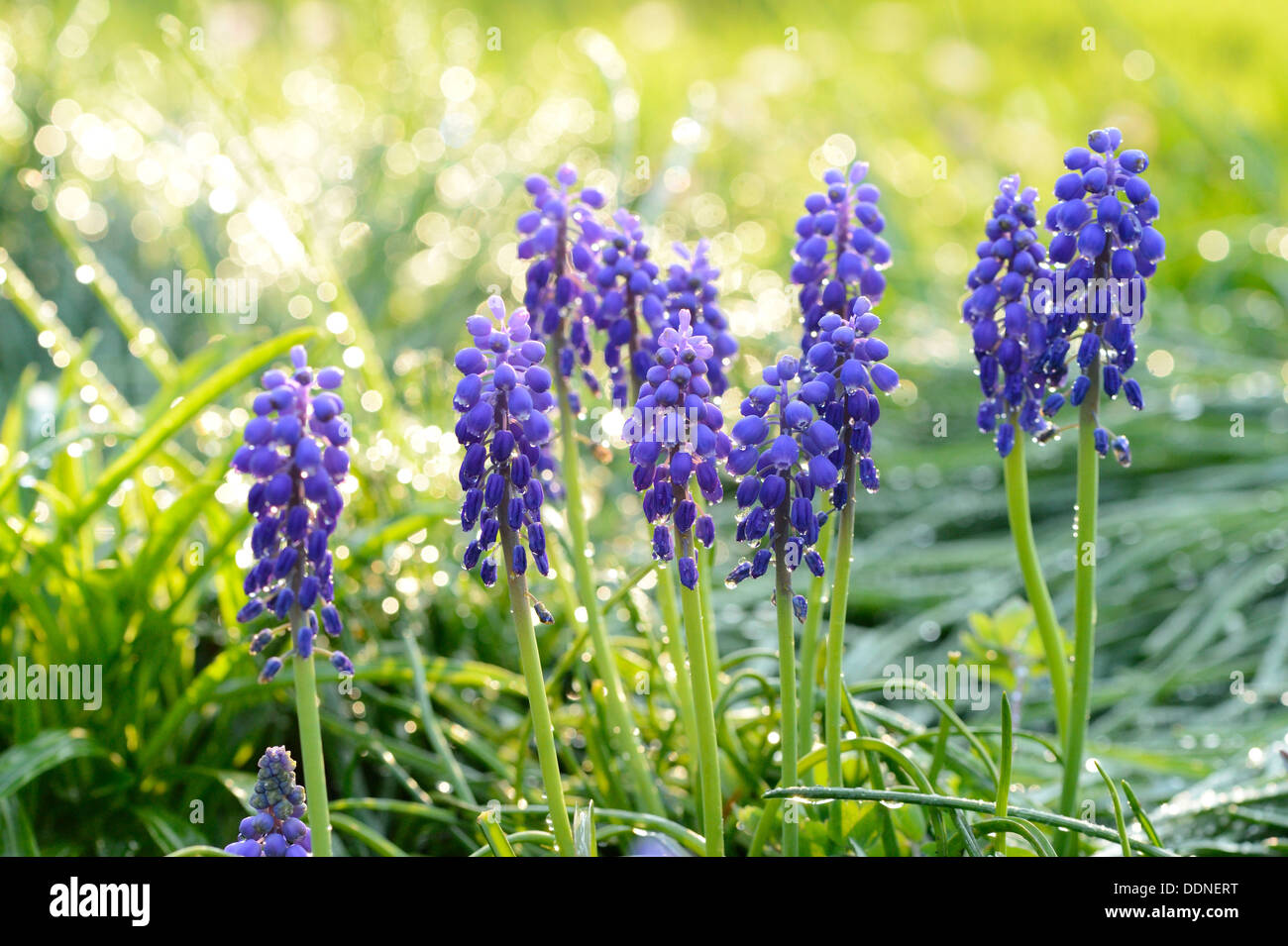 Gemeinsamen Grape Hyacinth (Muscari Neglectum) Stockfoto