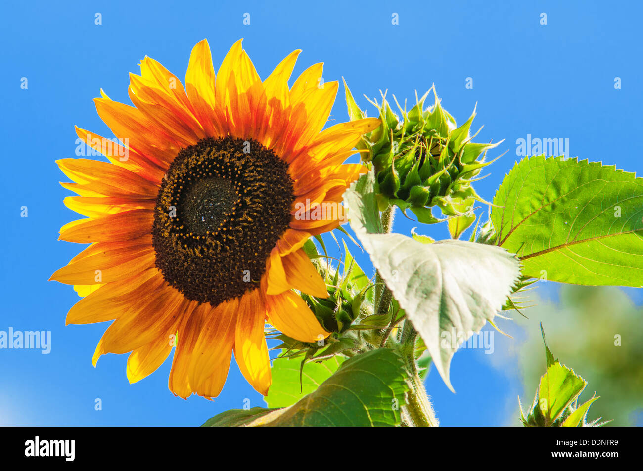 Blühenden Sonnenblumen gegen den blauen Himmel. Stockfoto