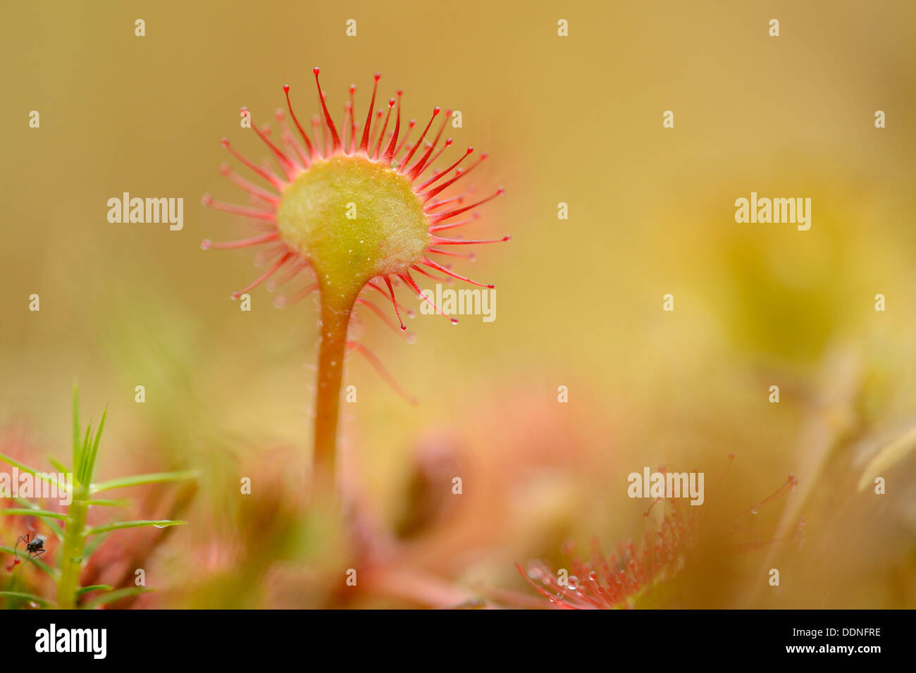 Sonnentau (Drosera Rotundifolia) Stockfoto