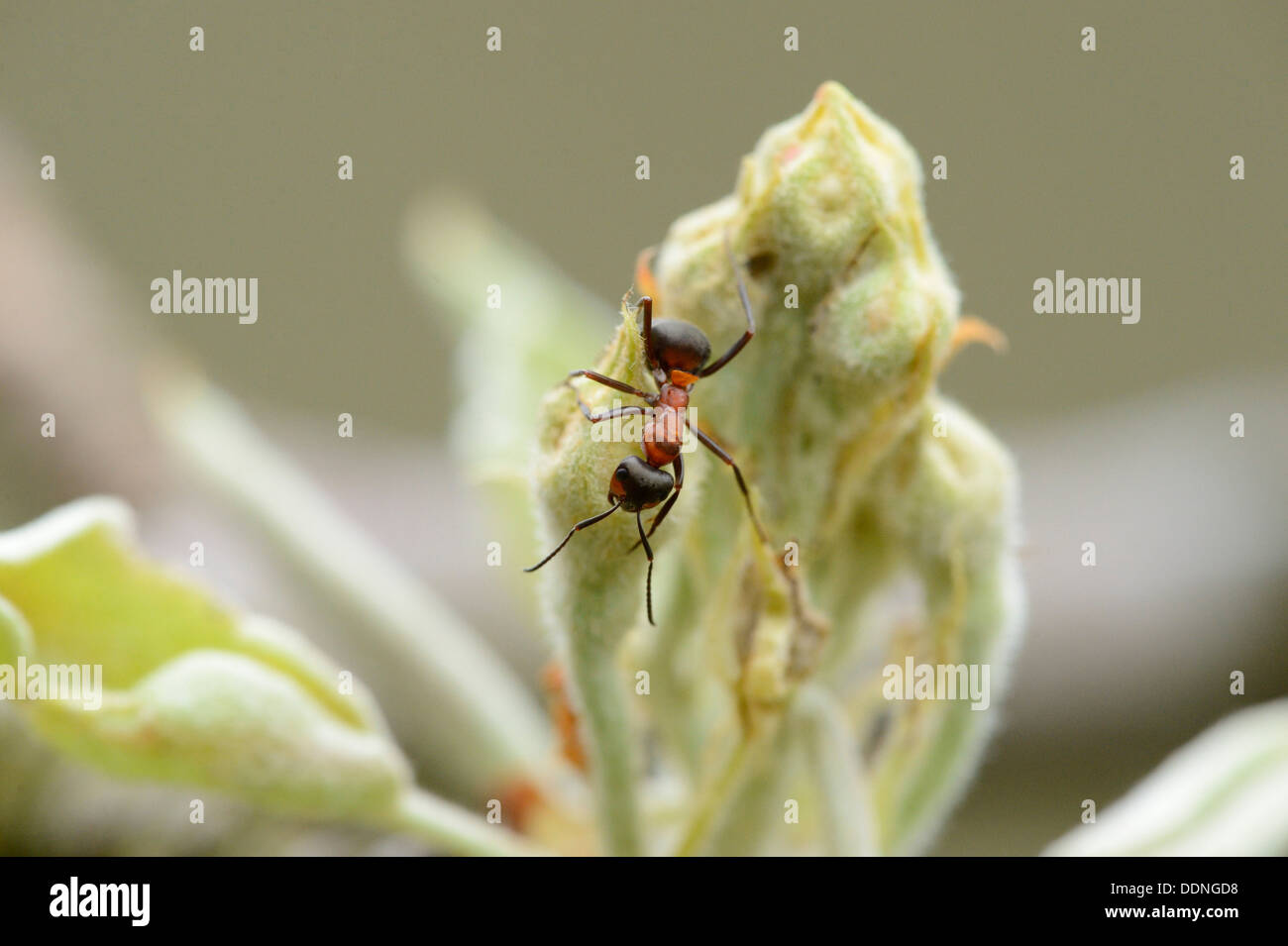 Rote Waldameise (Formica Rufa) auf eine Knospe Stockfoto