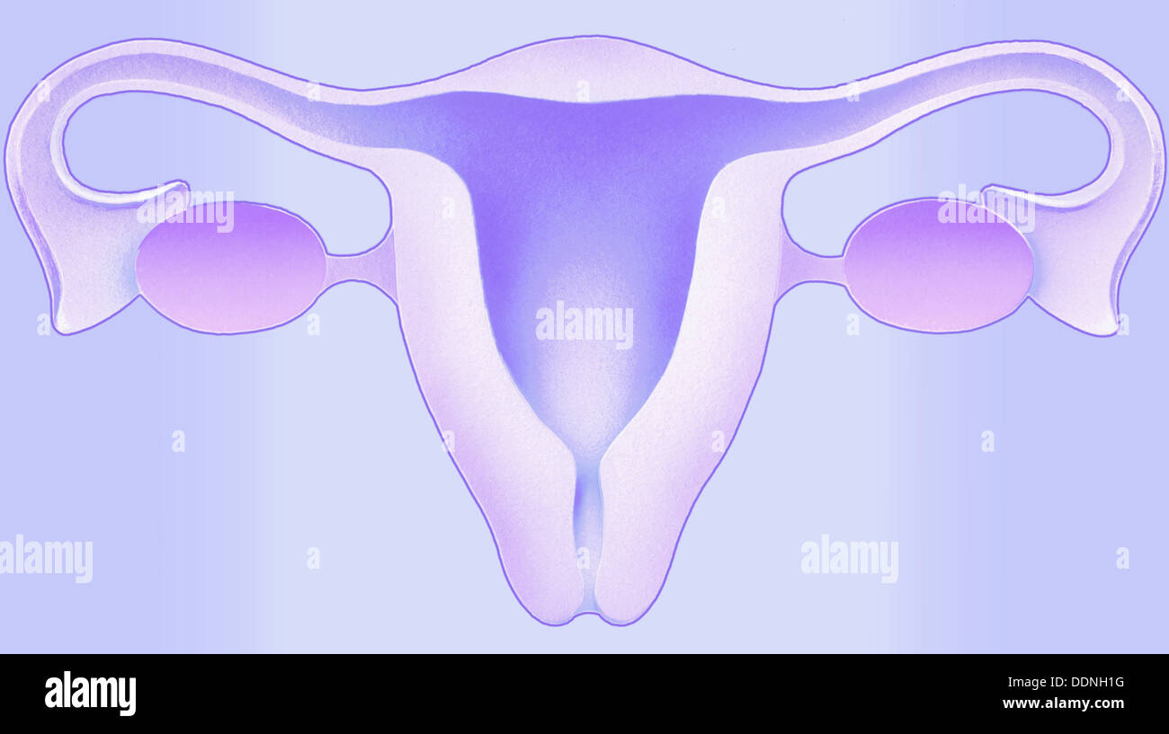 Female genital organs Stockfotos und bilder Kaufen Alamy