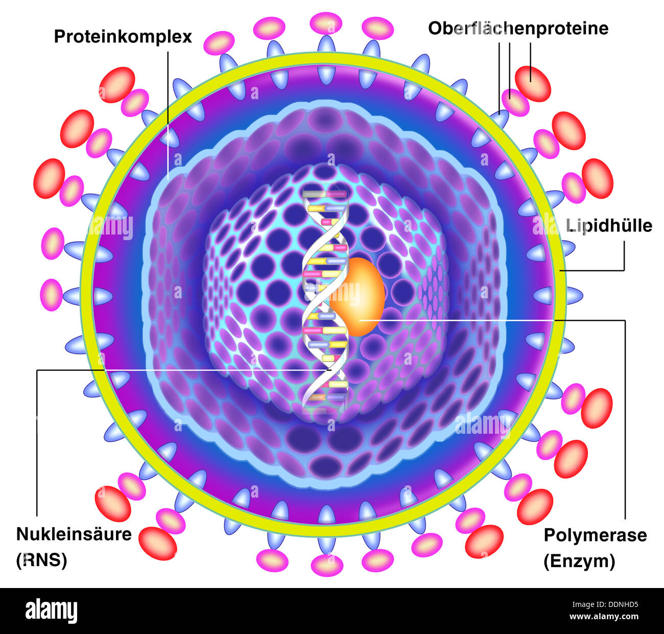 Hepatitis C-virus Stockfoto