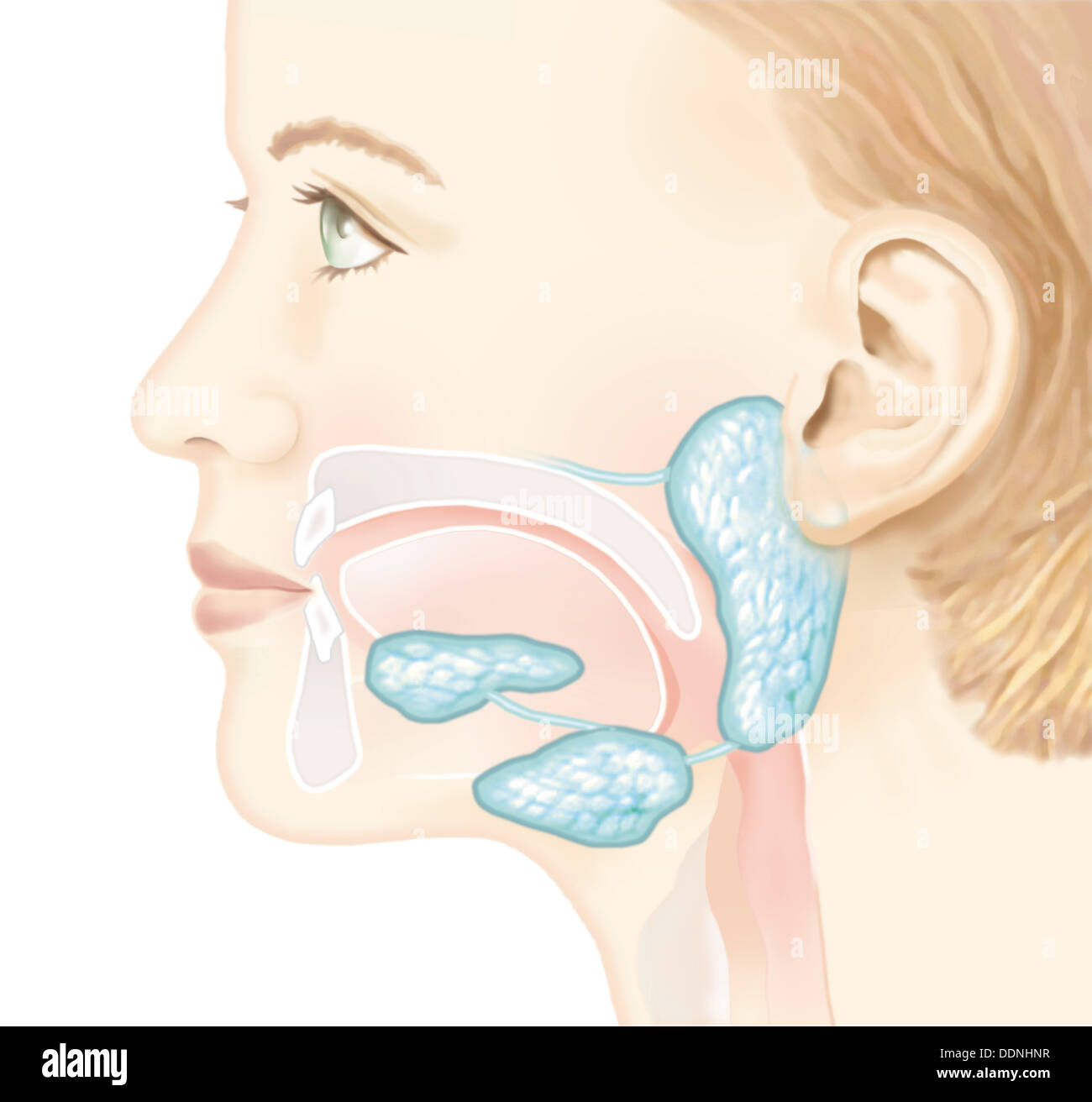 Speicheldrüsen Stockfotos &amp; Speicheldrüsen Bilder Alamy