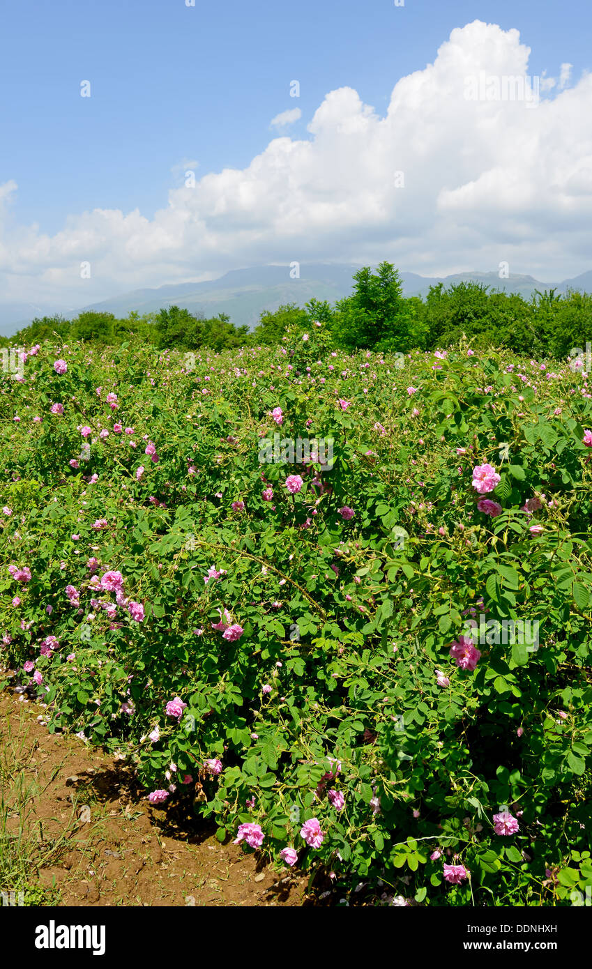 Die berühmte rose Felder im thrakischen Tal in der Nähe von Kasanlak Bulgarien Stockfoto