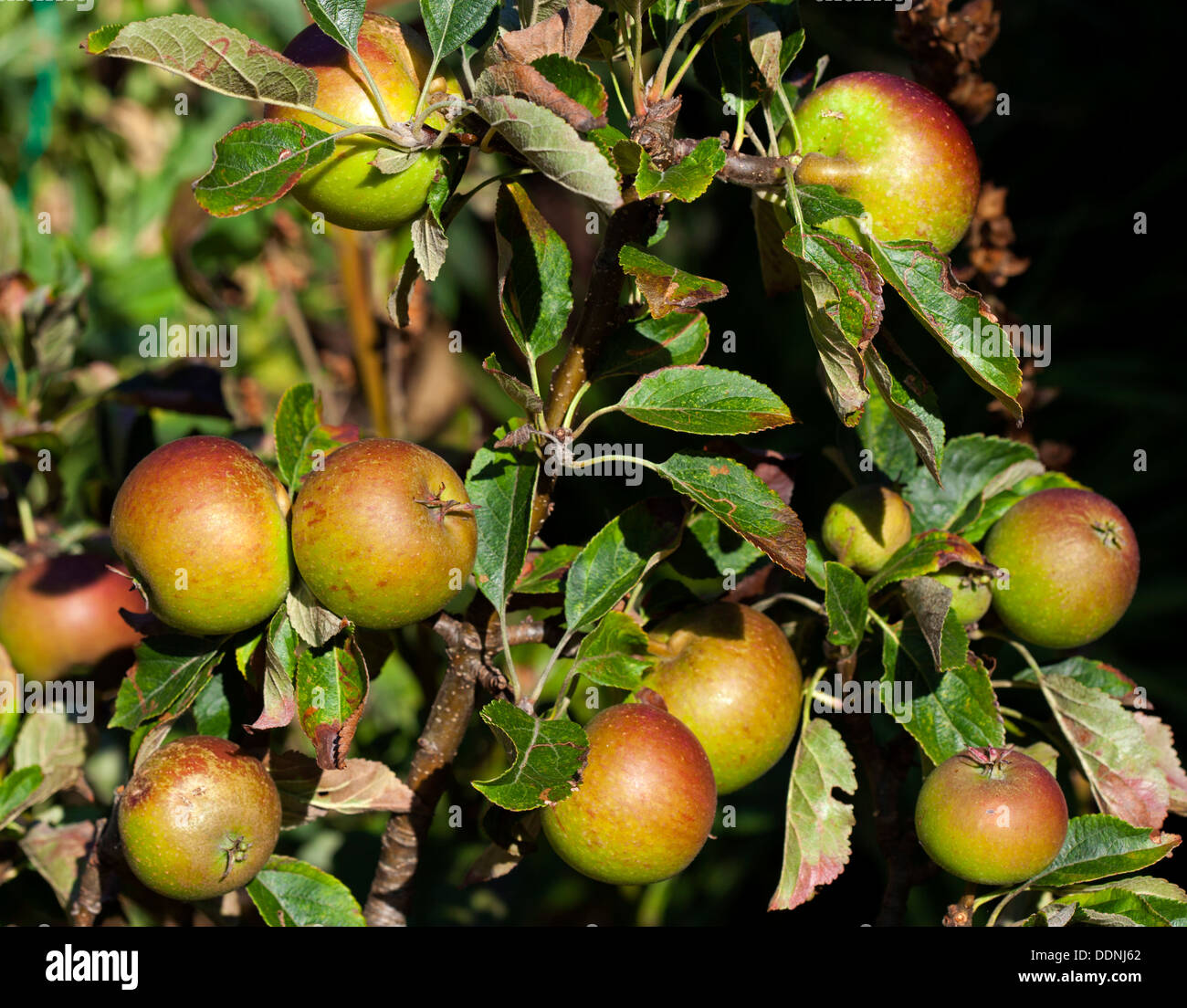 Reife Cox orange Pippin Äpfel am Baum Stockfoto