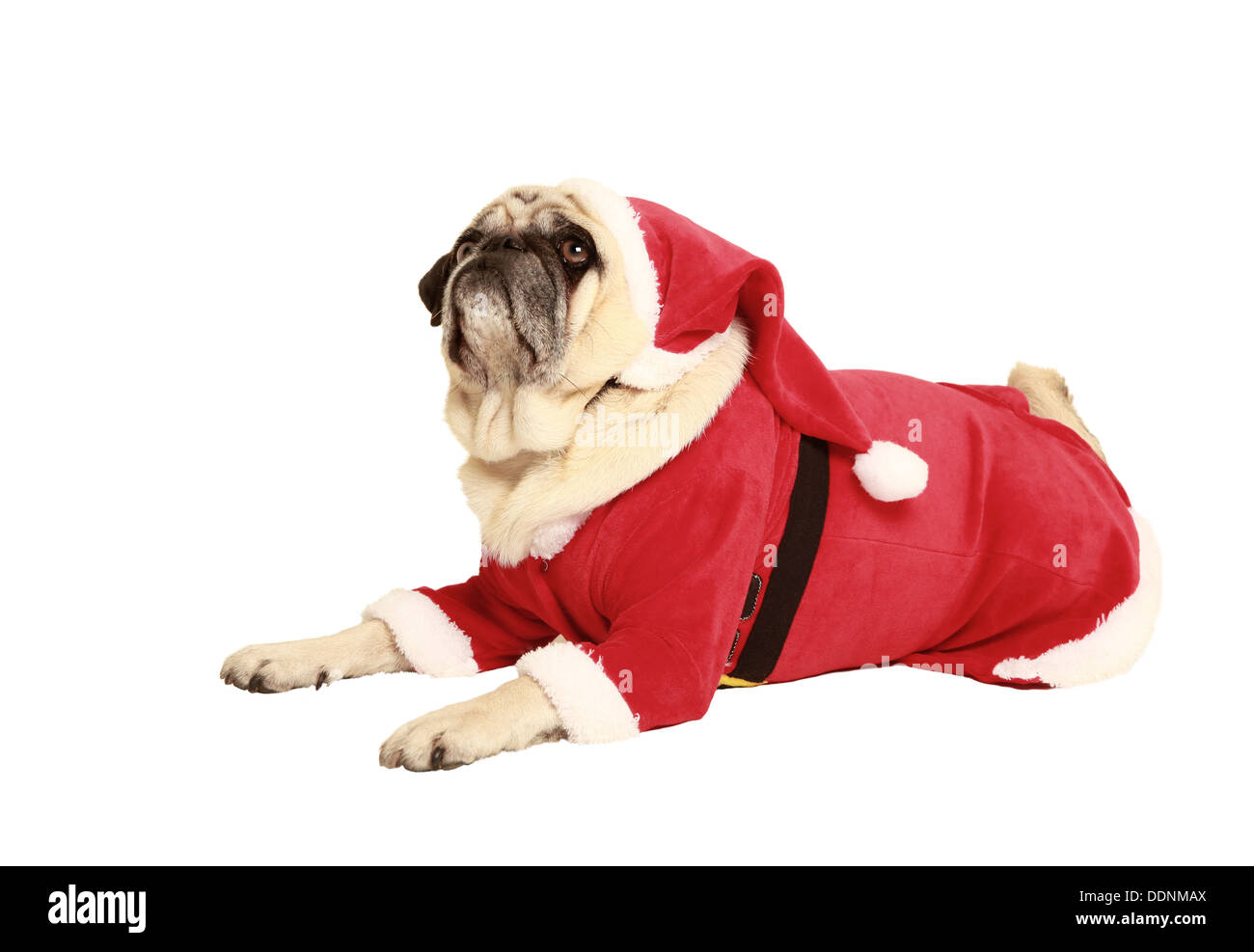 Mops in Santa Kostüm liegen, ausgenommen, weißen Hintergrund, als Weihnachtsmann verkleidet Stockfoto
