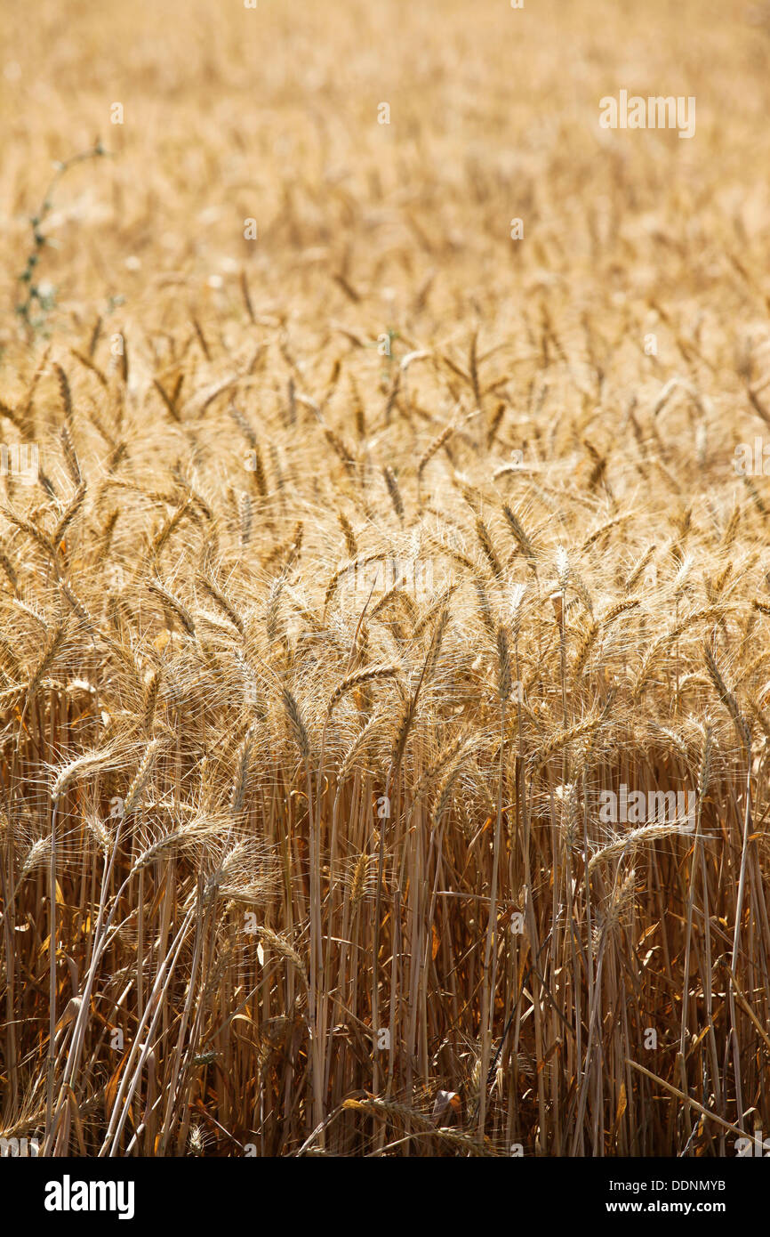 Weizenfeld reif für die Ernte Stockfoto