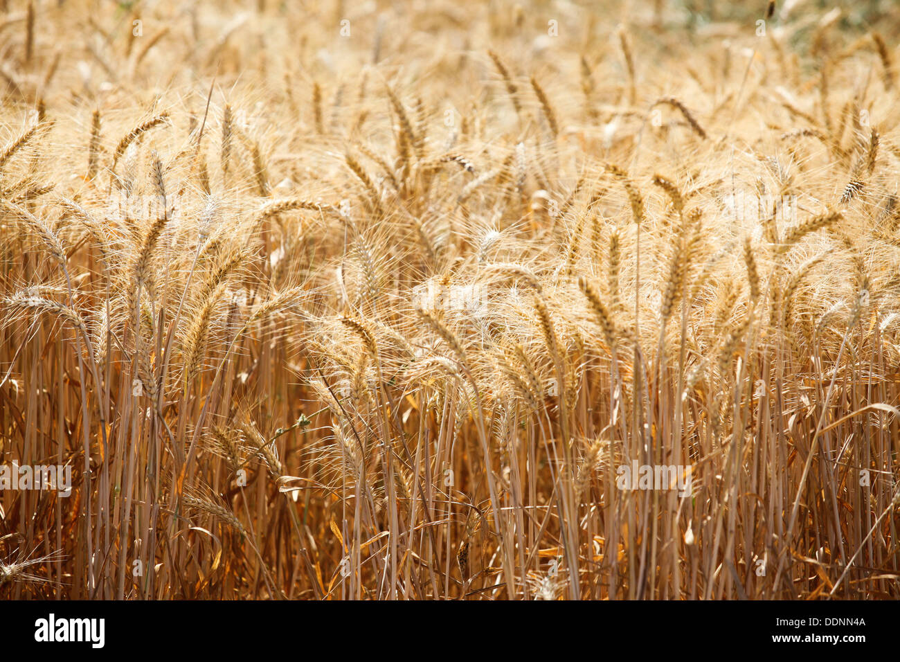 Weizenfeld reif für die Ernte Stockfoto
