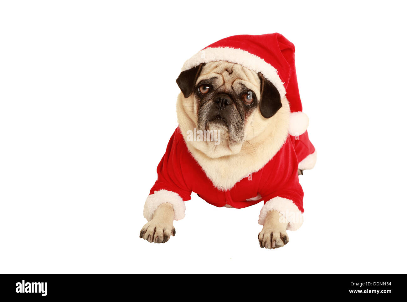 Mops in Santa Claus Kostüm liegen, ausgenommen, weißen Hintergrund, als Weihnachtsmann verkleidet Stockfoto