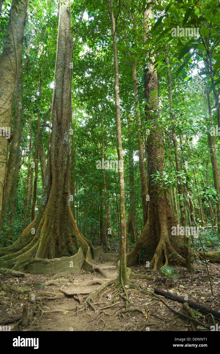 Strebepfeiler Baum Mossman Gorge-Queensland-Australien Stockfoto