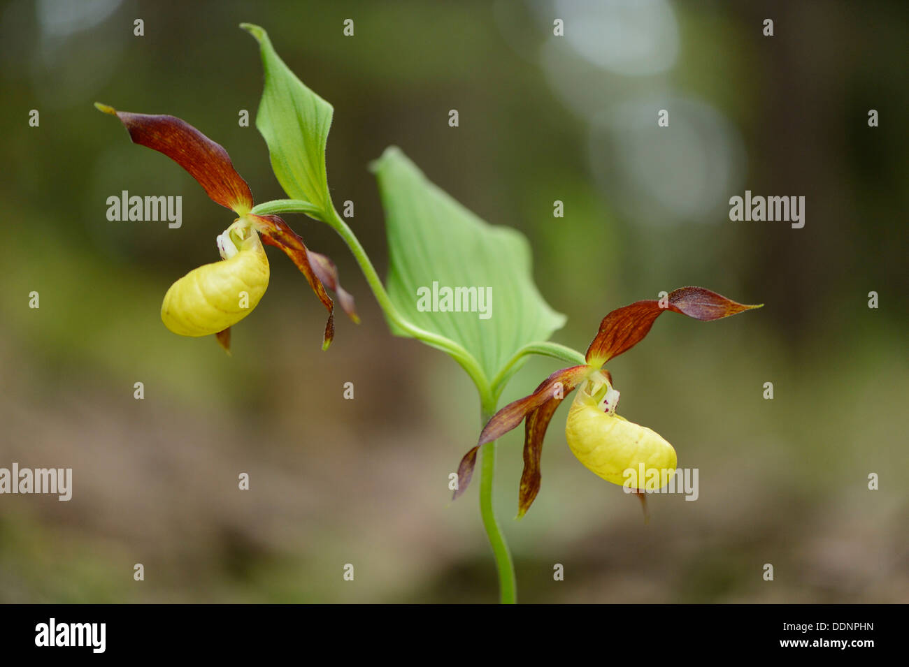 Frauenschuh Orchidee (Cypripedium Calceolus) Stockfoto