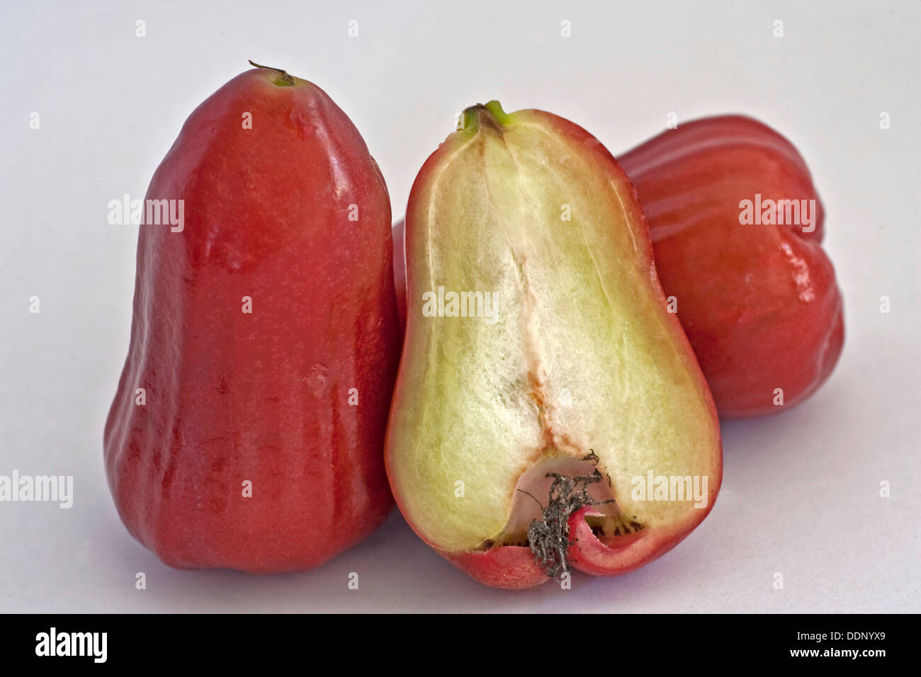 Rosenapfel, Wachs Apfel, Liebe Apple Java Apfel, Chomphu, Chompoo (Syzygium Samarangense), exotische Frucht aus Südostasien Stockfoto