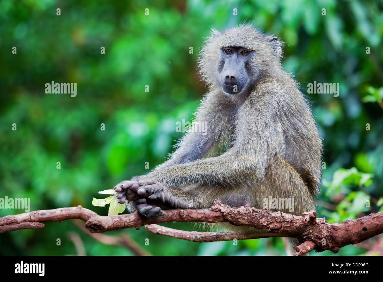 Pavian Affen im afrikanischen Busch. Lake Manyara National Park in Tansania Stockfoto