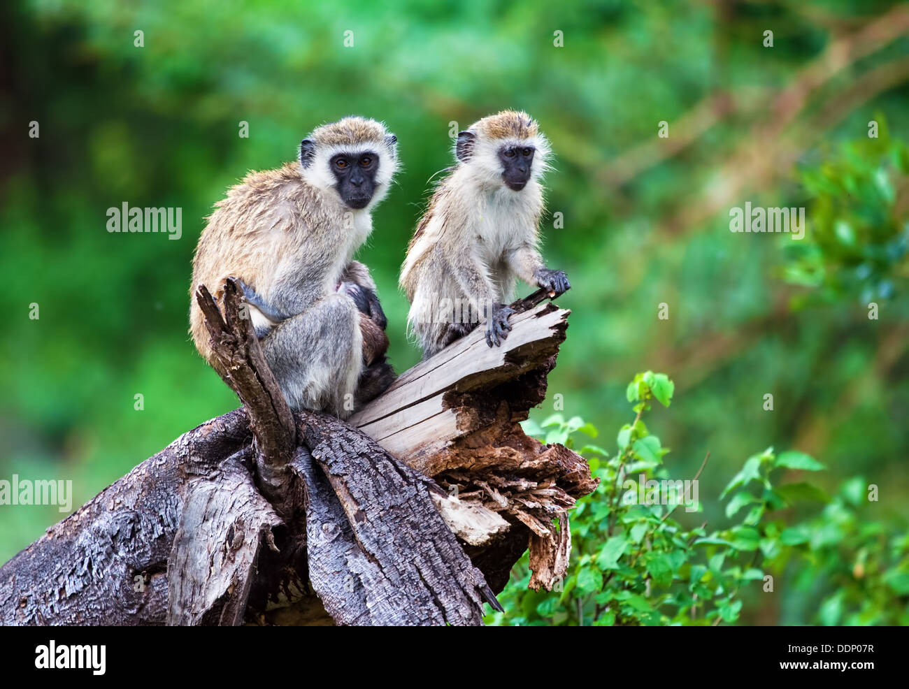 Vervet Affen (Chlorocebus Pygerythrus) im Busch in Lake Manyara National Park, Tansania, Afrika Stockfoto