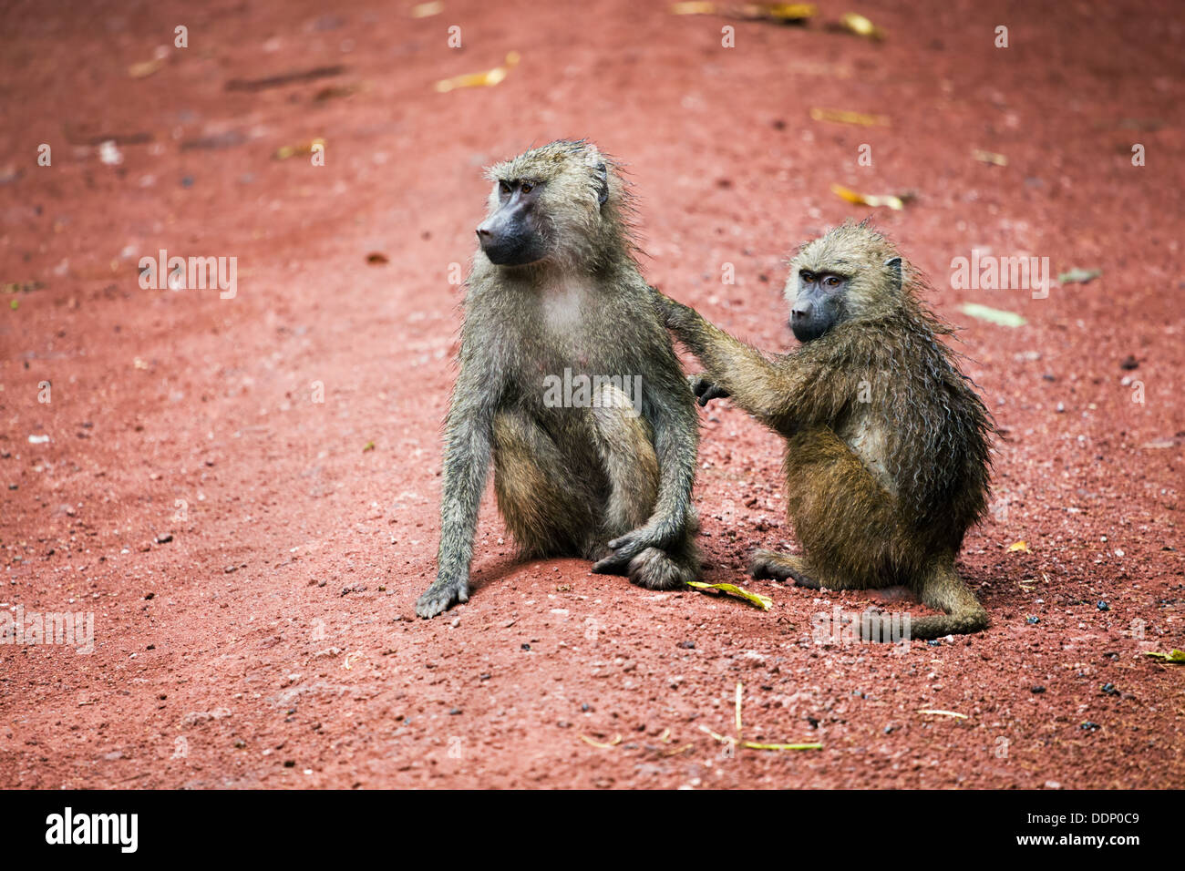 Zwei Pavian Affen Pflege in den afrikanischen Busch im Lake Manyara National Park in Tansania Stockfoto
