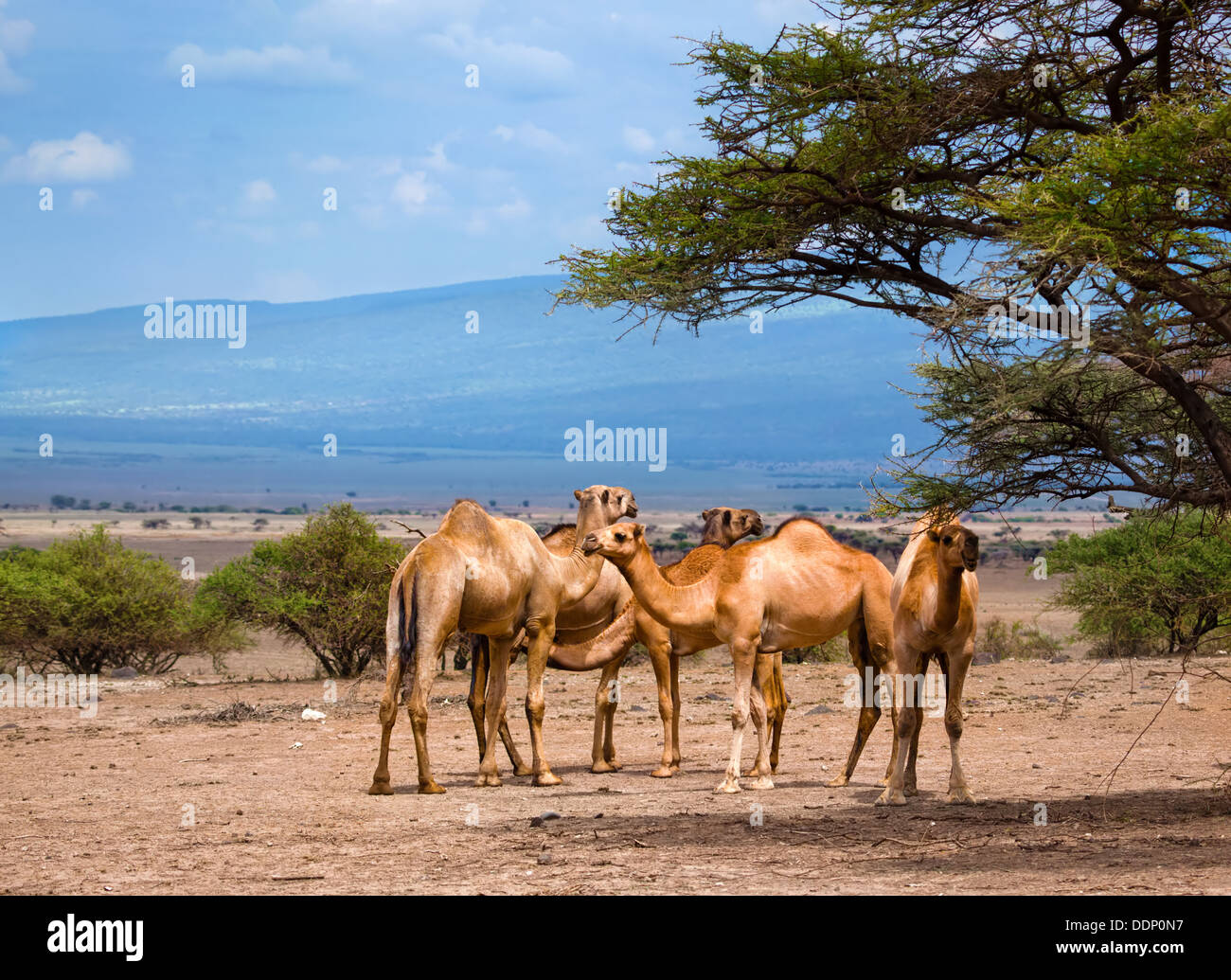Gruppe von Kamelen unter dem Baum in Afrika Stockfoto