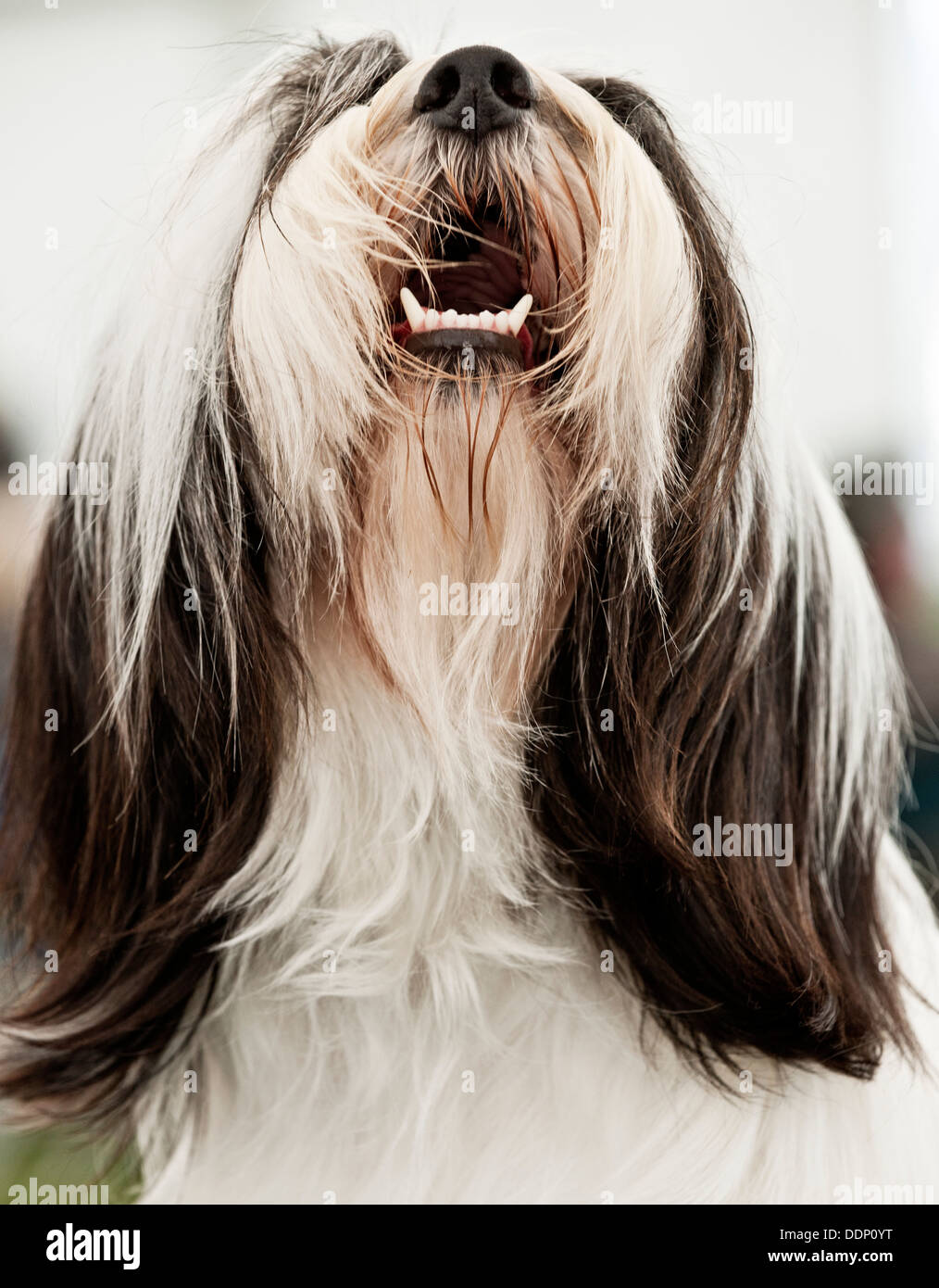 Tibet Terrier Haustier Porträt Stockfoto