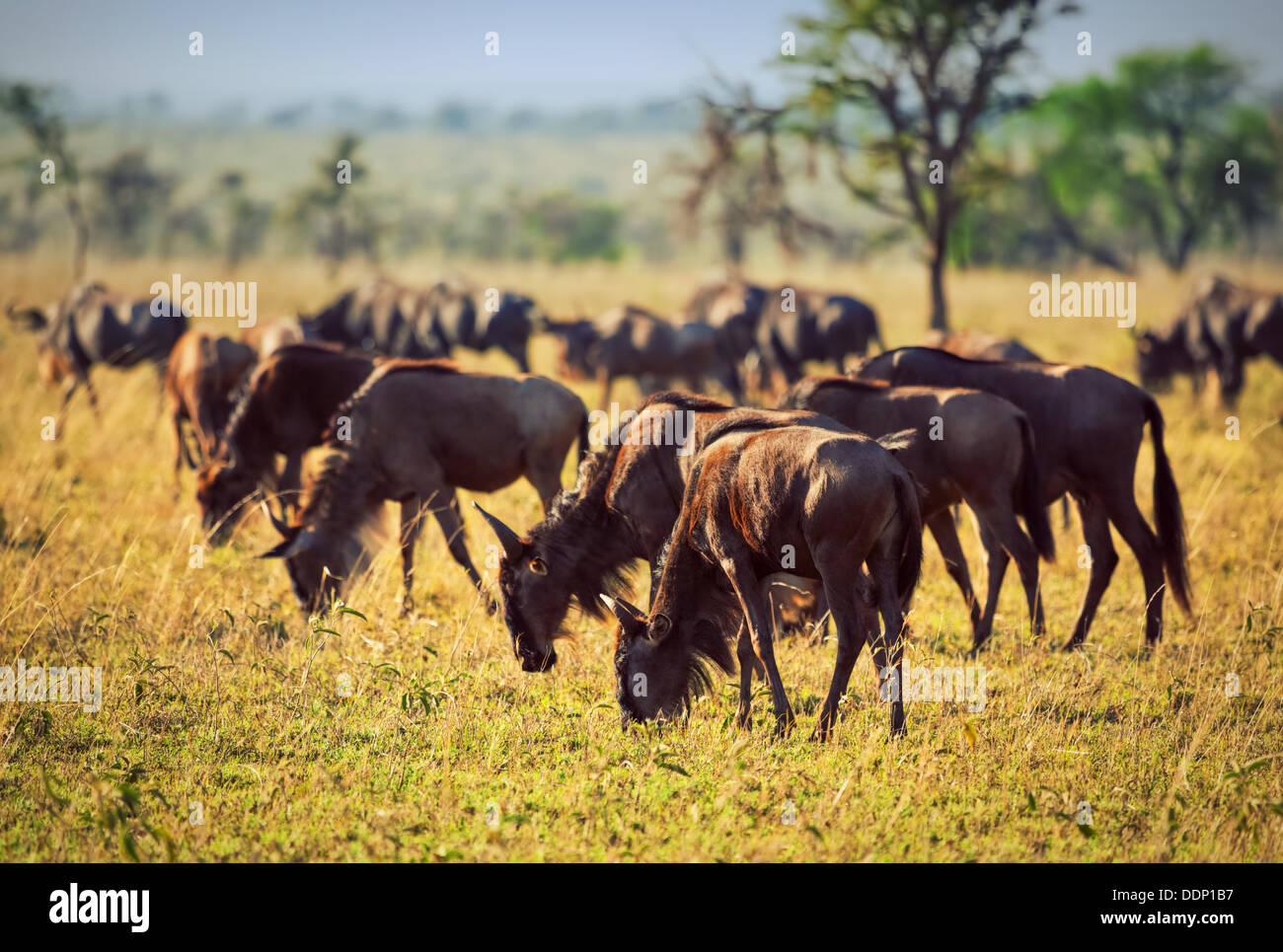 Tierwelt - Herde Gnus, Gnu in Serengeti Nationalpark, Tansania, Afrika Stockfoto