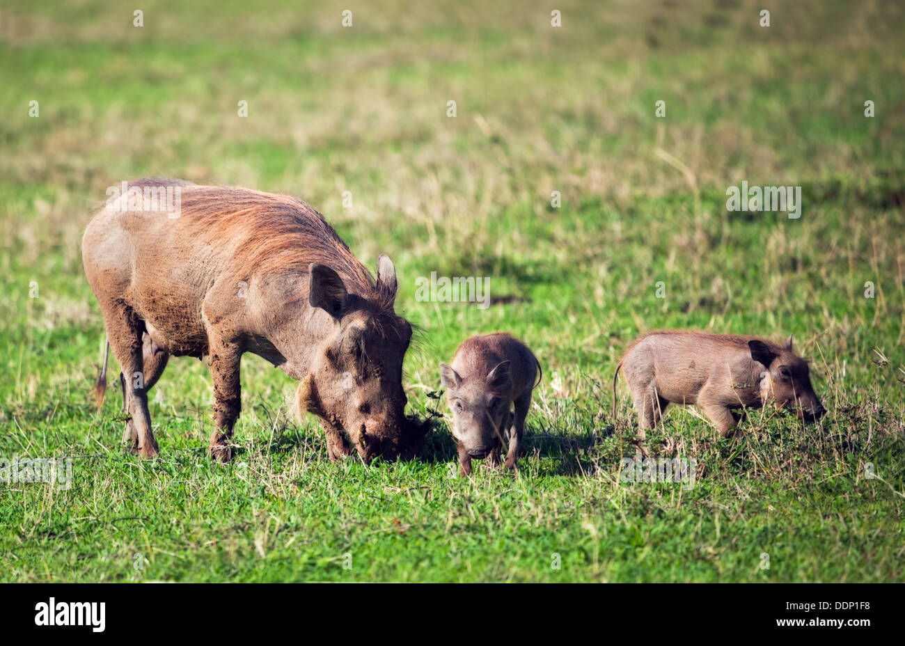 Warzenschwein-Familie in der Ngorongoro Krater, Tansania, Afrika. Stockfoto