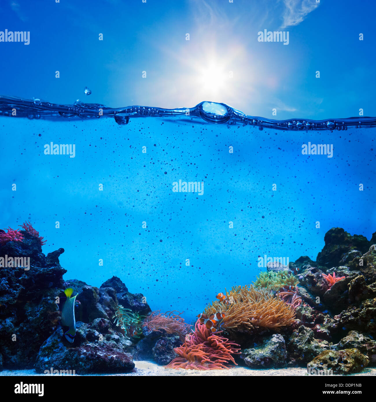Die Hälfte Unterwasser Szene. Coral Reef, blau sonnigen Himmel. Stockfoto