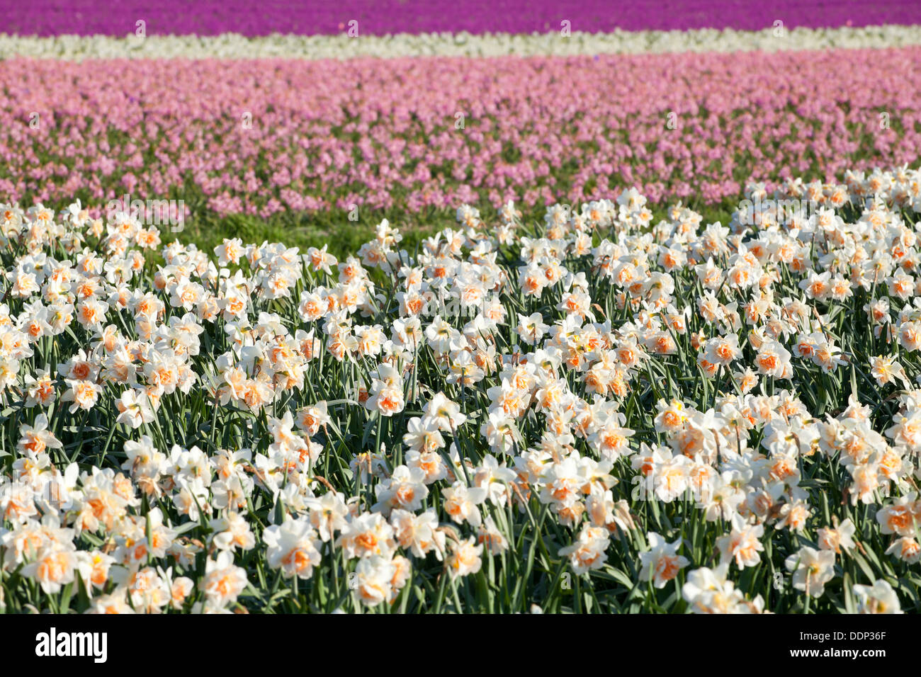 Hintergrund von weiß, gelb, rosa Narzissen und Hyazinthen Blumen auf Feld Stockfoto