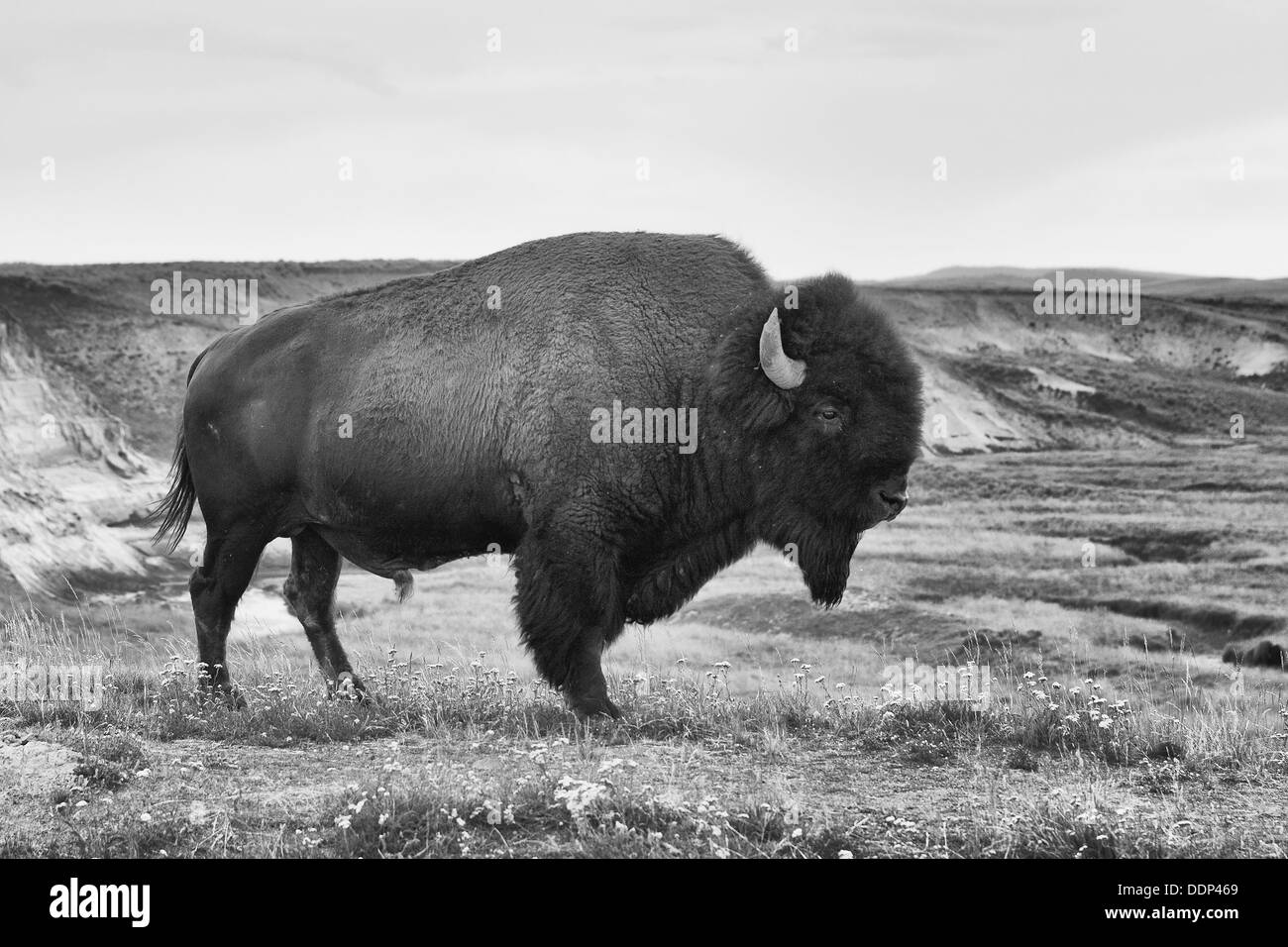 Die typische amerikanische Bisons im Yellowstone Nationalpark in den USA Stockfoto