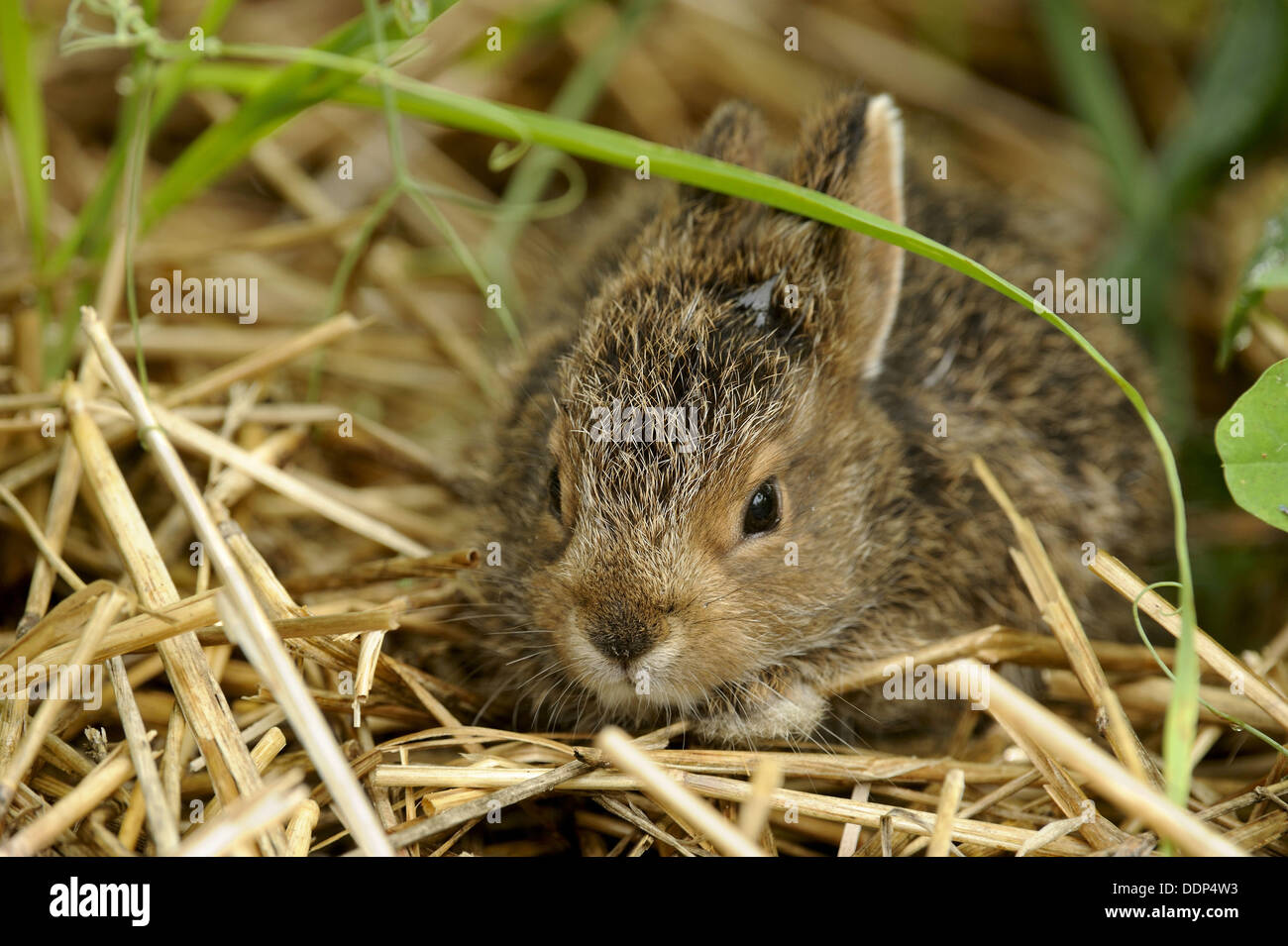 Variierender hase lepus americanus Fotos und Bildmaterial in hoher