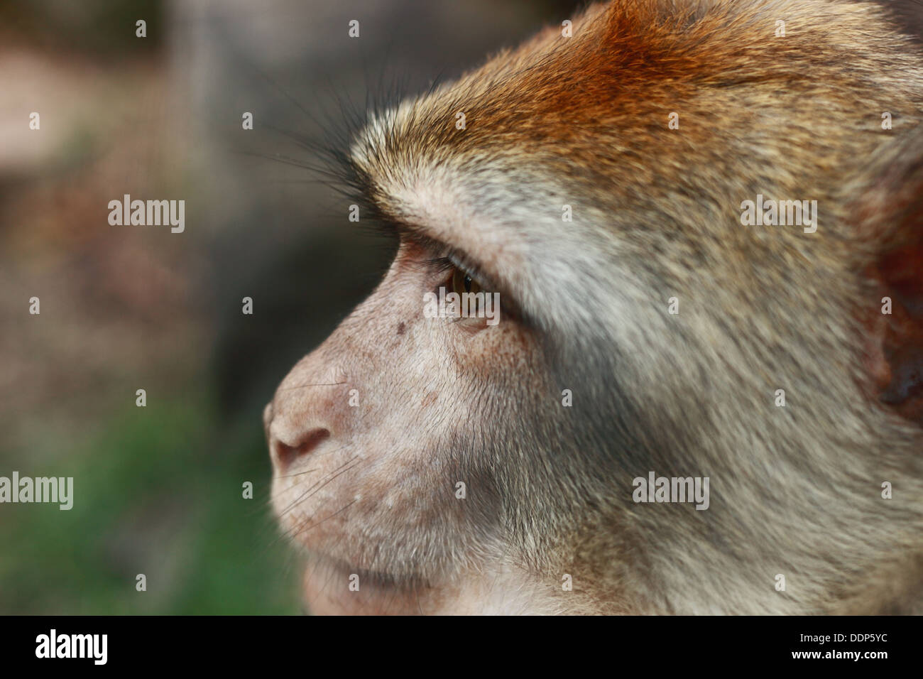 Porträt des halben Affengesicht Stockfoto