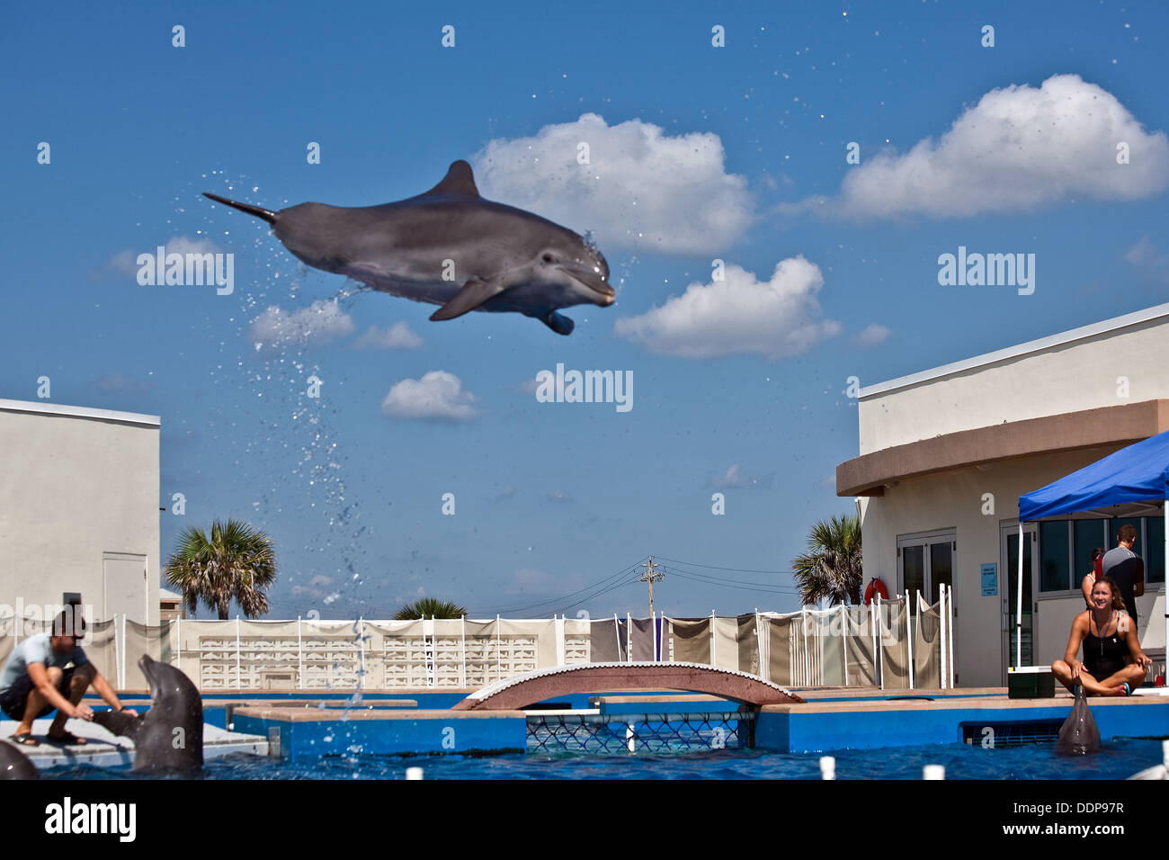 Delphin fliegen durch die Luft im Marineland, St. Augustine, FL - August 2011 Stockfoto