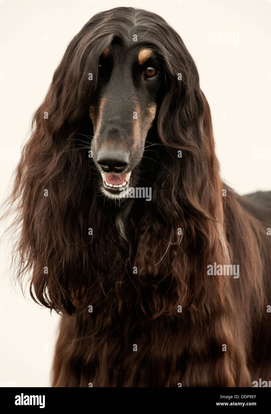 Afghanische Hund Hund Porträt Stockfoto