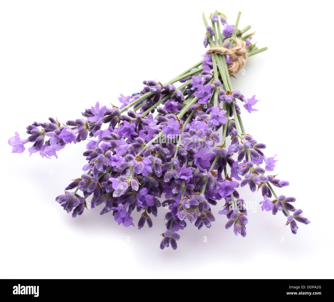 Haufen von Lavendel auf einem weißen Hintergrund. Stockfoto