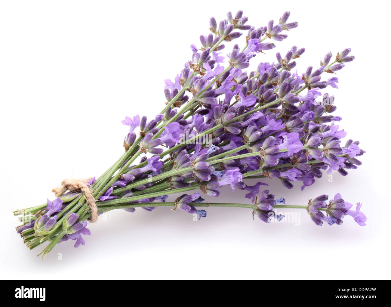 Haufen von Lavendel auf einem weißen Hintergrund. Stockfoto