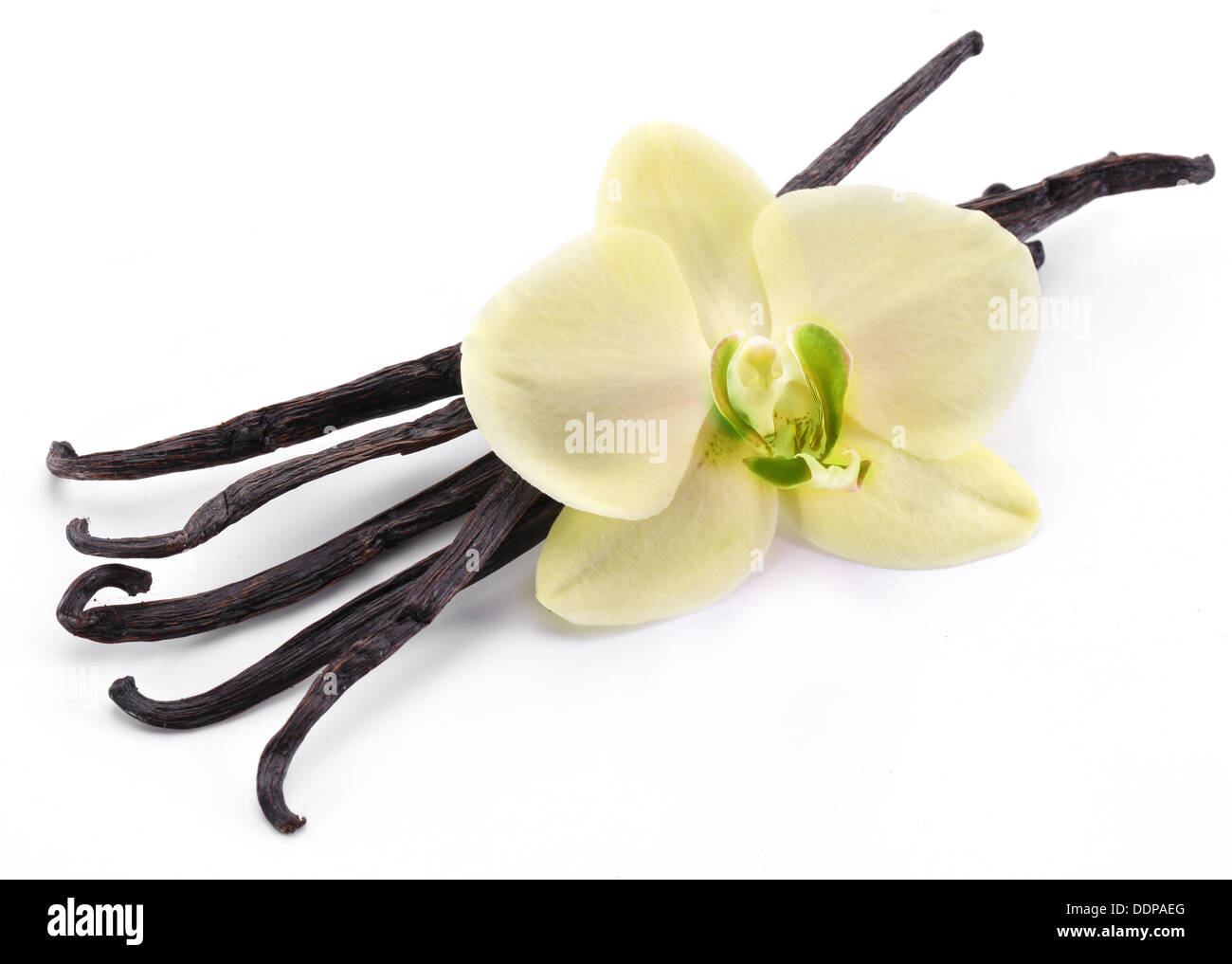 Vanille-sticks mit einer Blume auf einem weißen Hintergrund. Stockfoto