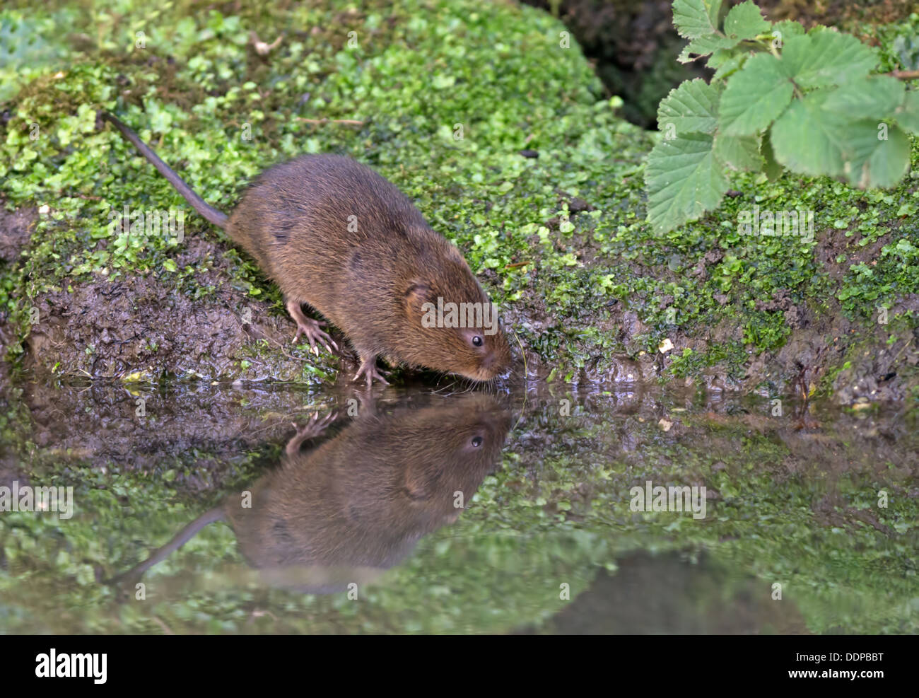 Schermaus - Arvicola Terrestris neben einem Bach. UK Stockfoto