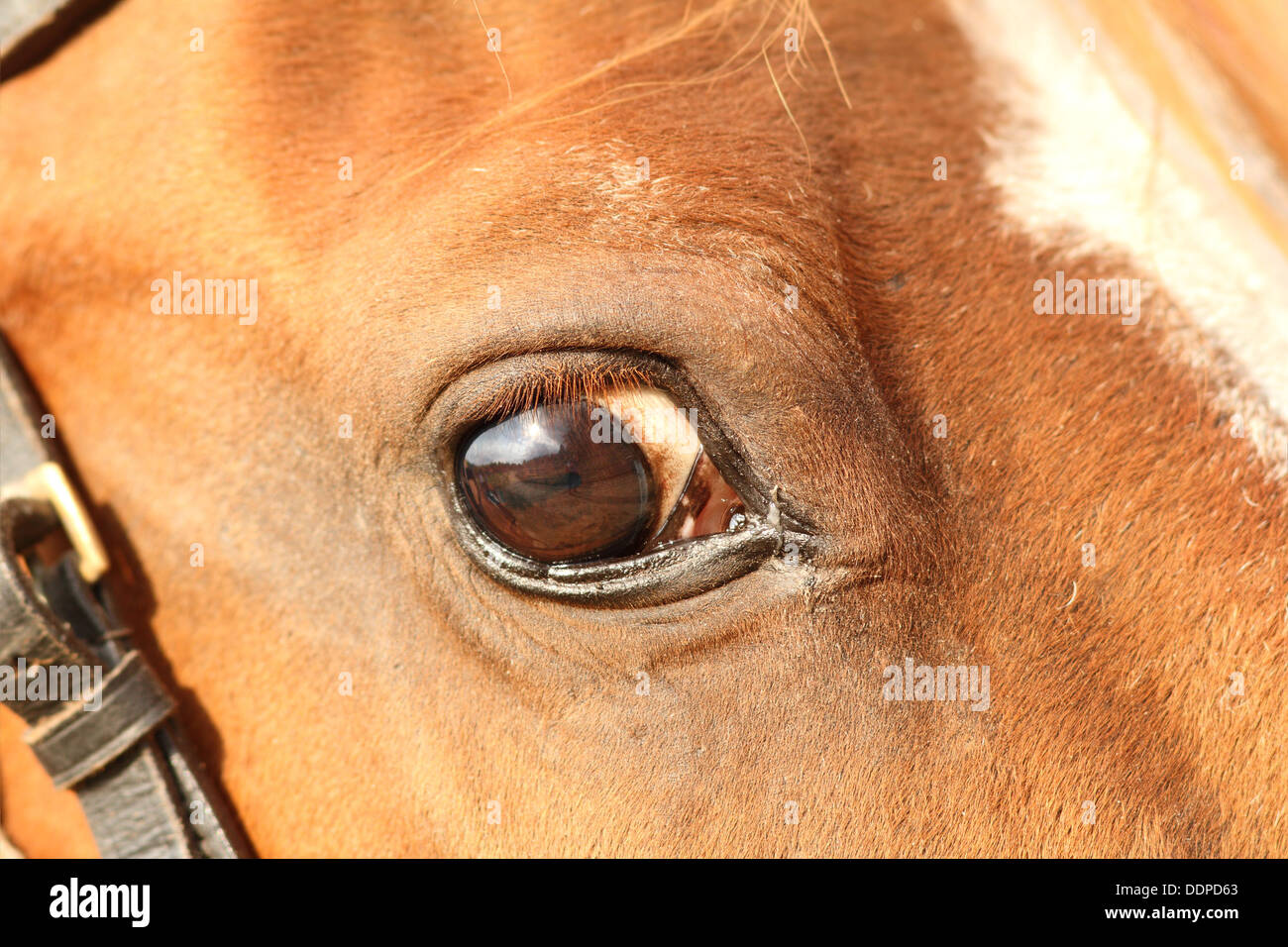 Nahaufnahme von einer großen Pferdekopf mit Einzelheiten über das Auge Stockfoto