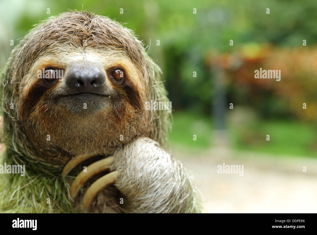 Nahaufnahme von einem Dreifingerfaultier, Costa Rica Stockfoto