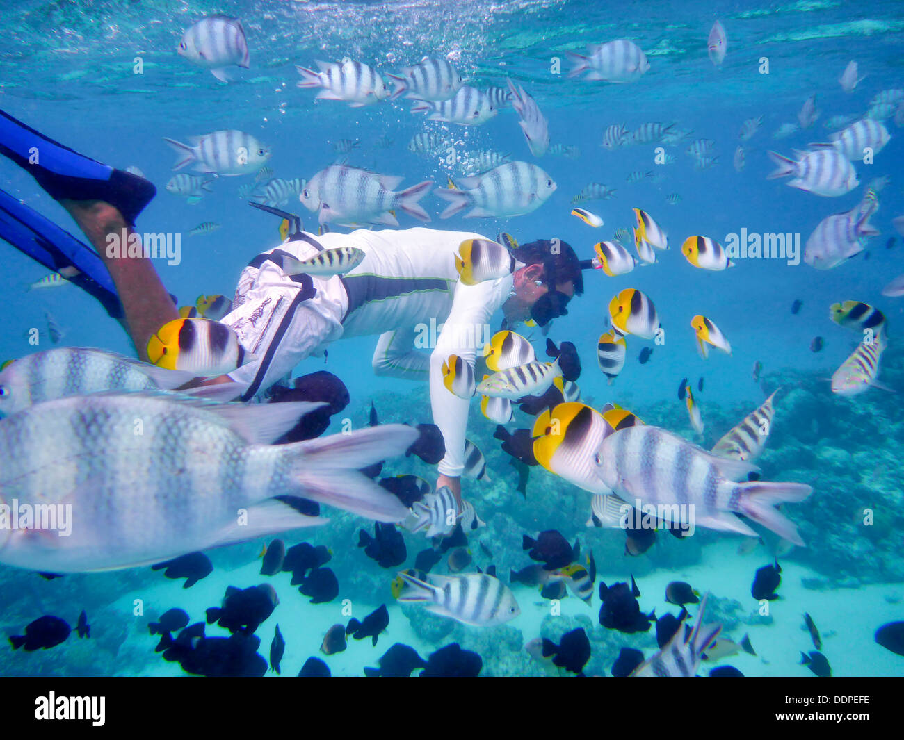 Schnorchel Taucher mit tropischen Fischen. Bora Bora. Französisch-Polynesien Stockfoto