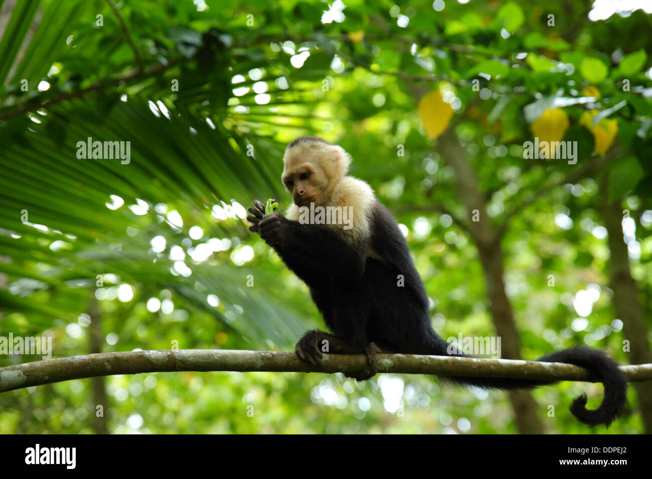 Kapuziner-Affen Essen im Baum, Manuel Antonio, Costa Rica. Stockfoto