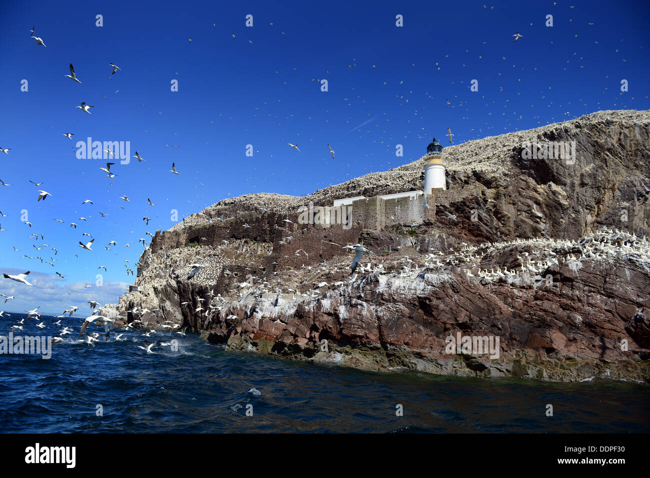 Bass Rock, East Lothian, Schottland, Vereinigtes Königreich Stockfoto