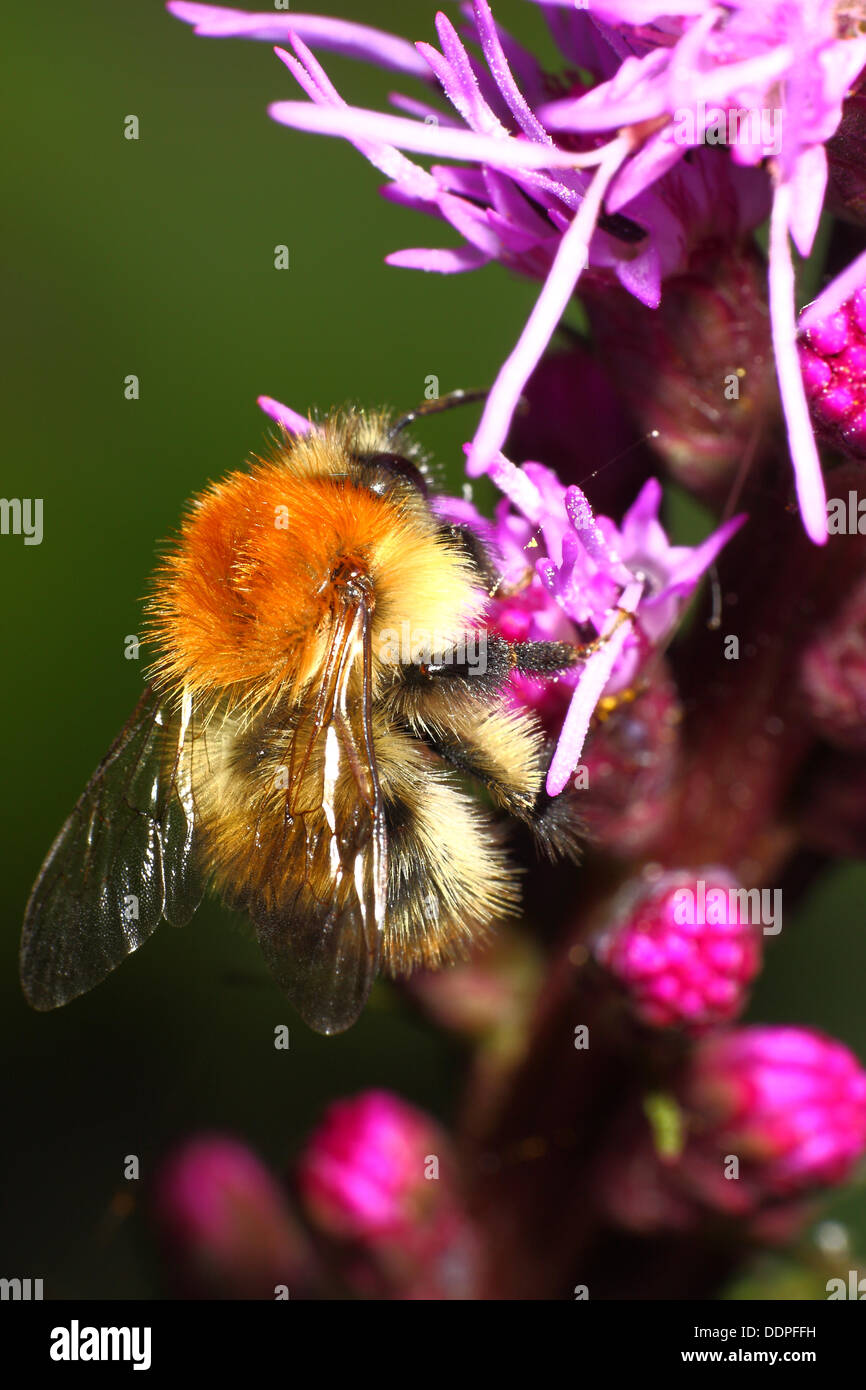 Nahaufnahme von Biene Blütenstaub zu sammeln Stockfoto