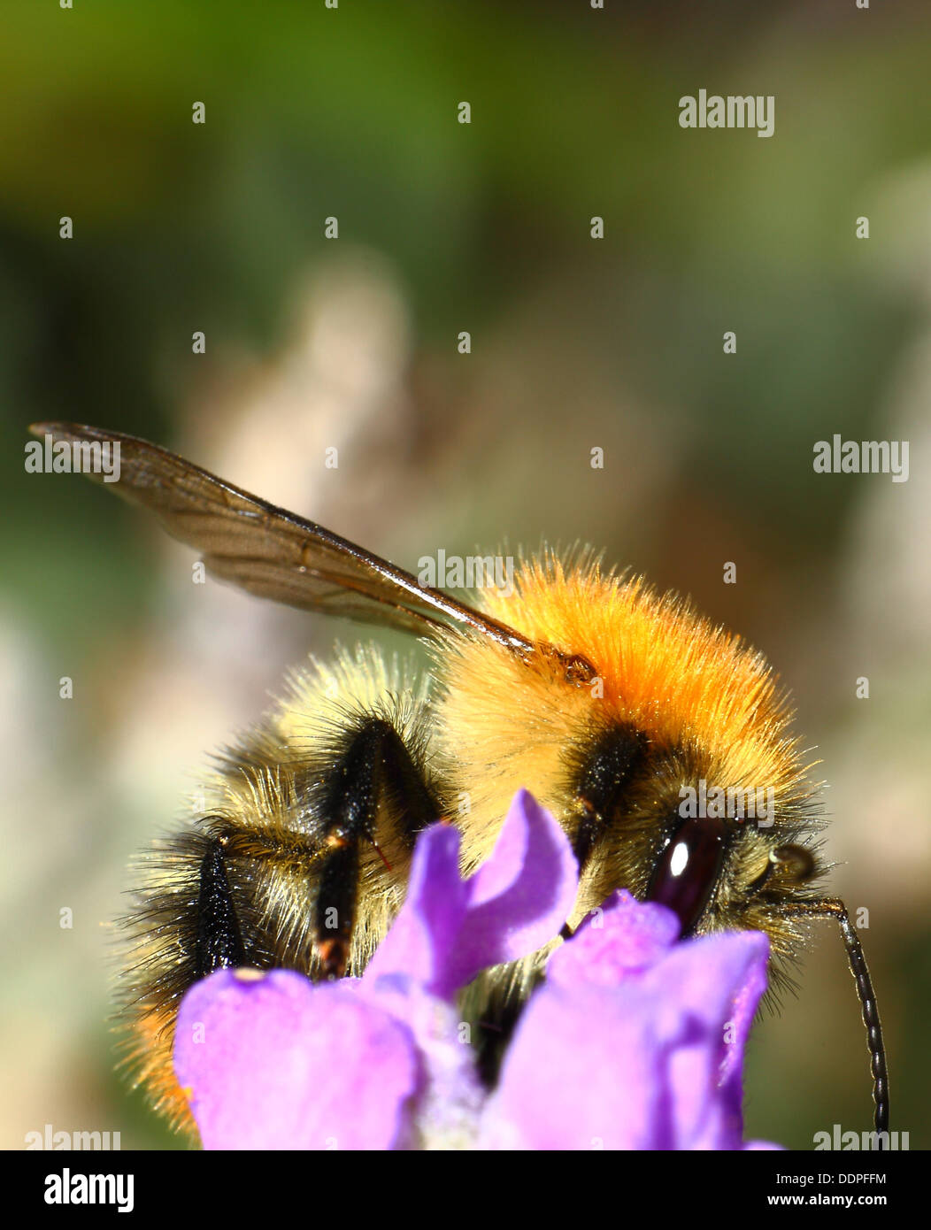 Nahaufnahme von Bienen sammeln Pollen mit Platz für Kopie Stockfoto
