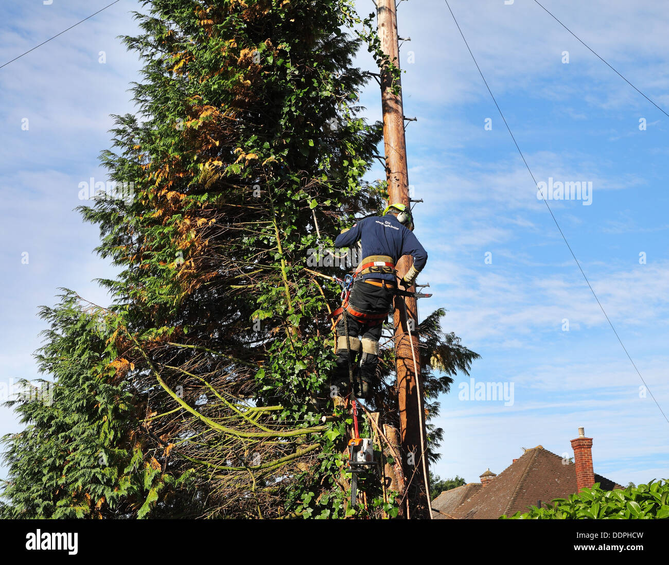 Fällen einer Tanne mit einer Kettensäge neben einen Telegrafenmast Mann Stockfoto
