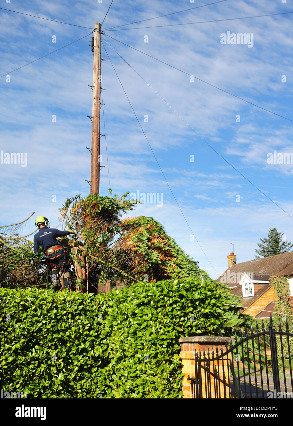 Fällen einer Tanne mit einer Kettensäge neben einen Telegrafenmast Mann Stockfoto