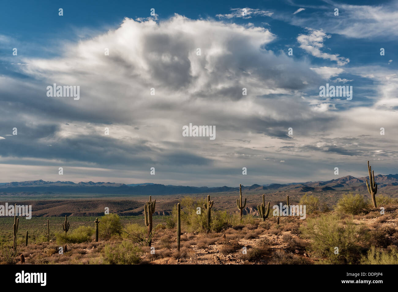 Stellung des Saguaro-Kaktus in der Wüste von Arizona erwarten einen nahenden Sturm. Stockfoto